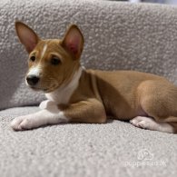 Basenji - Both