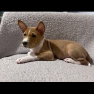 Basenji - Both