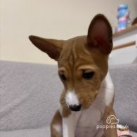 Basenji - Both