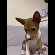 Basenji - Both