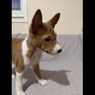 Basenji - Both