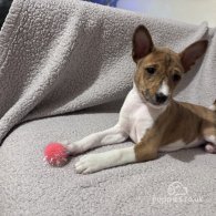 Basenji - Both