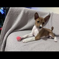 Basenji - Both