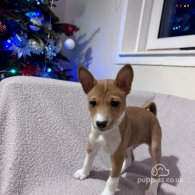 Basenji - Both