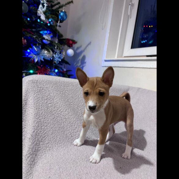 Basenji - Both