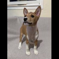 Basenji - Both