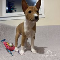 Basenji - Both