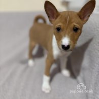 Basenji - Both