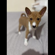 Basenji - Both