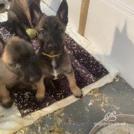 Belgian Shepherd Dog (Groenendael) - Both