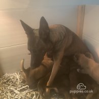 Belgian Shepherd Dog (Groenendael) - Both