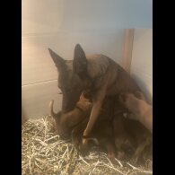 Belgian Shepherd Dog (Groenendael) - Both