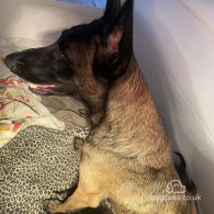 Belgian Shepherd Dog (Groenendael) - Both