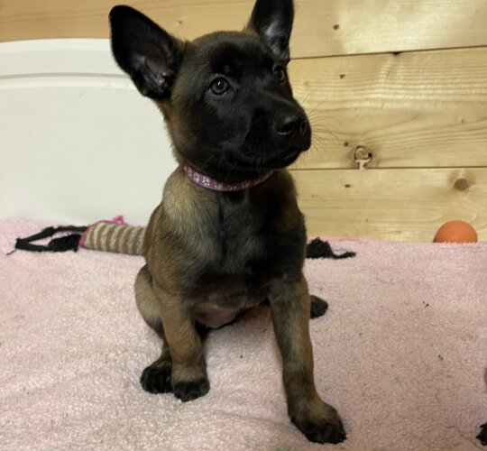 Belgian Shepherd Dog (Groenendael)