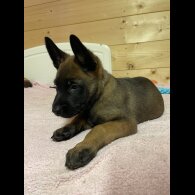 Belgian Shepherd Dog (Groenendael) - Bitches