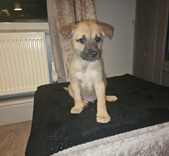 Belgian Shepherd Dog (Tervuren)