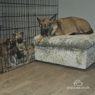 Belgian Shepherd Dog (Tervuren) - Both