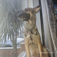 Belgian Shepherd Dog (Tervuren) - Both