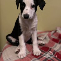 Border Collie - Both