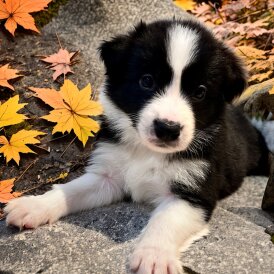 Border Collie