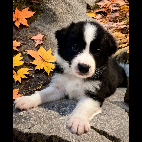 Border Collie