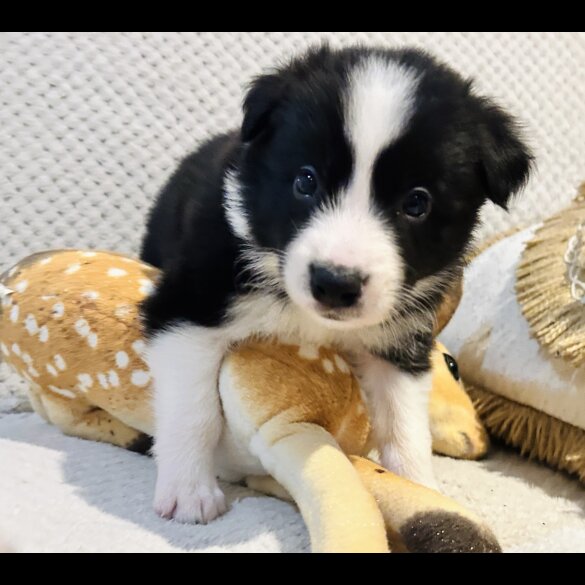 Border Collie