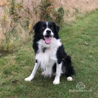 Border Collie - Both