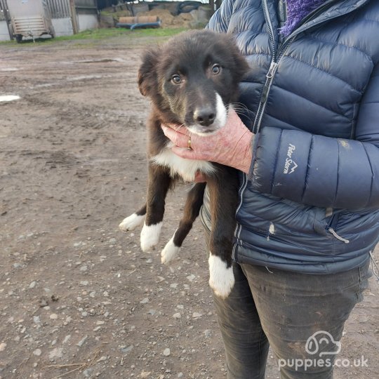 Border Collie - Dogs