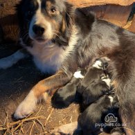 Border Collie - Both