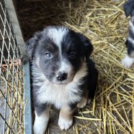 Border Collie - Both