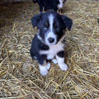 Border Collie - Both