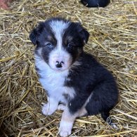 Border Collie - Both