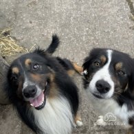 Border Collie - Both