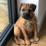 Border Terrier - Dogs