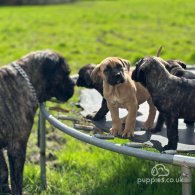 Cane Corso - Both