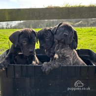 Cane Corso - Both