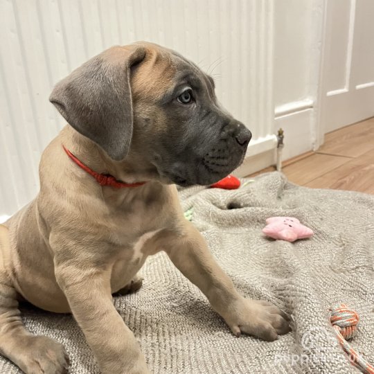 Cane Corso - Both