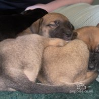 Cane Corso - Both