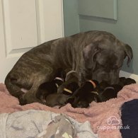 Cane Corso - Both