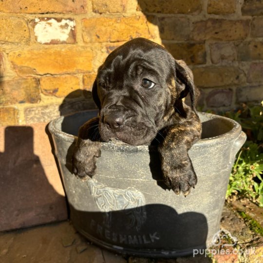 Cane Corso - Both