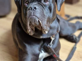 Cane Corso