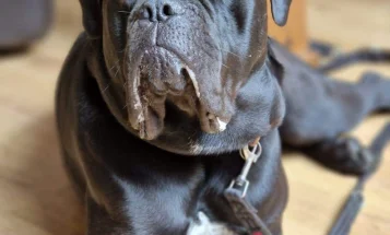 Cane Corso