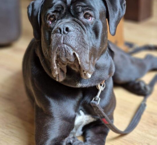 Cane Corso