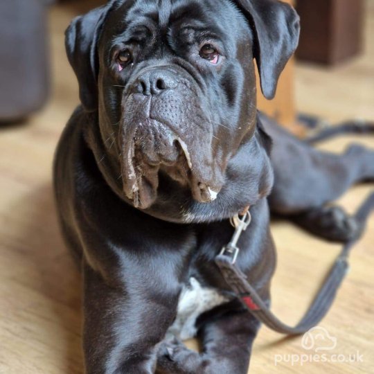 Cane Corso