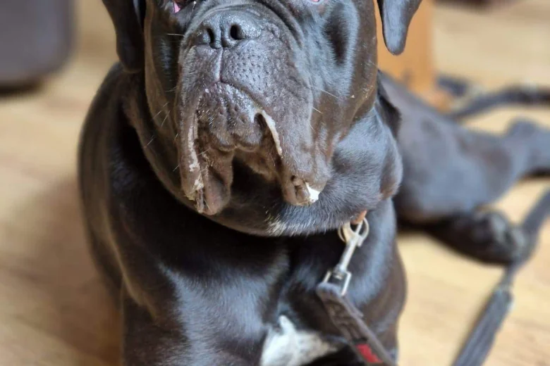 Cane Corso