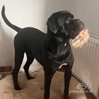 Cane Corso