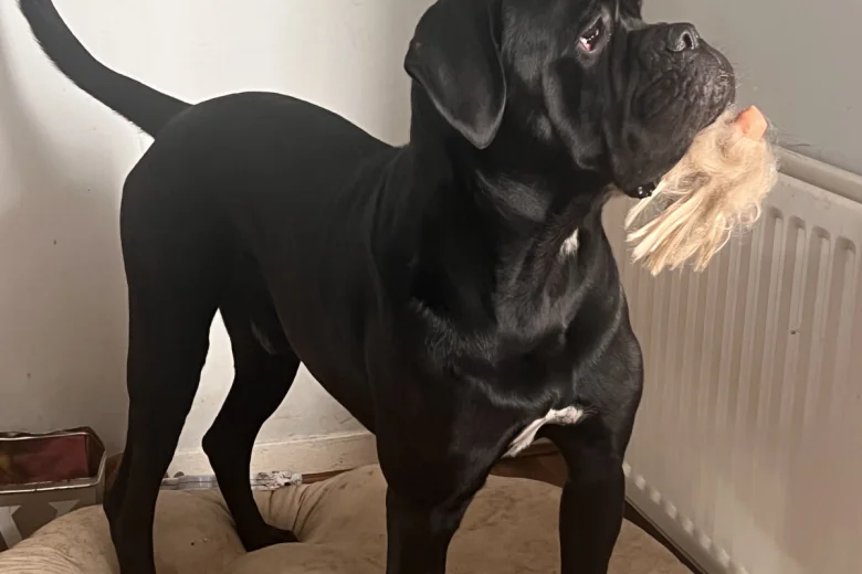 Cane Corso