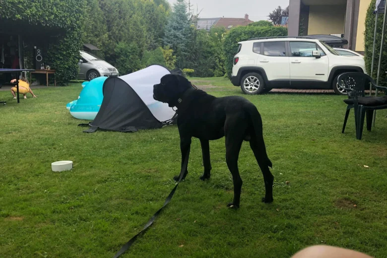 Cane Corso