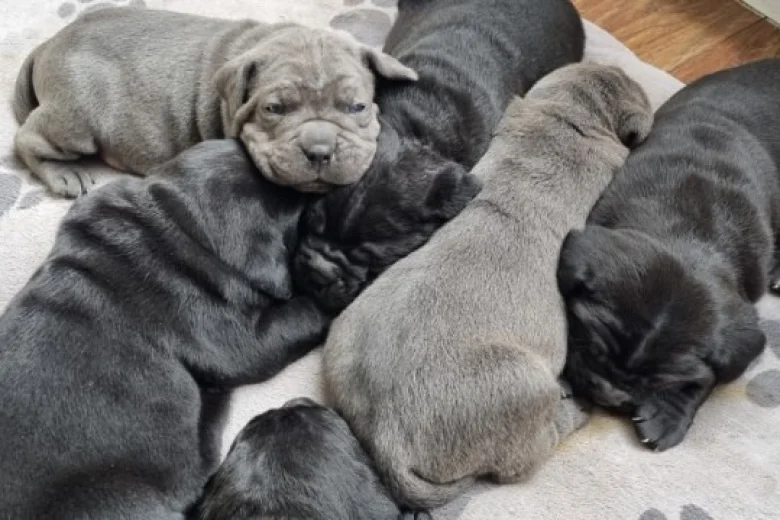 Cane Corso