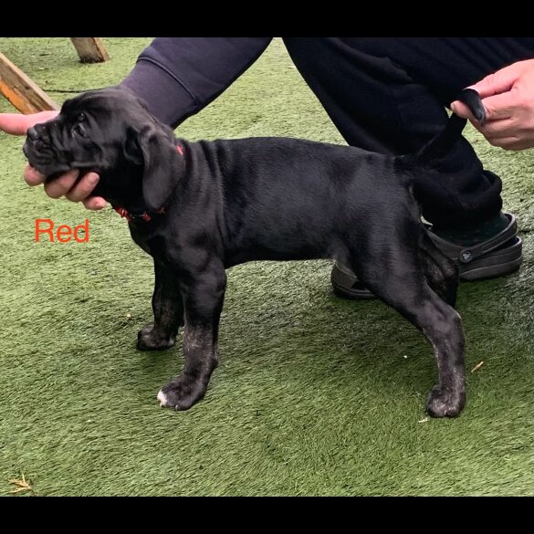 Cane Corso - Both